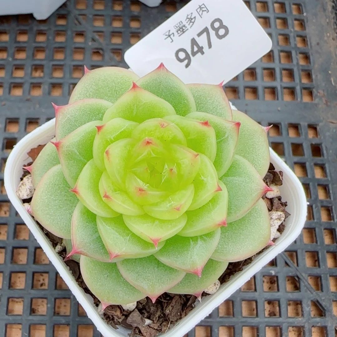 杜若珍妮，9478多肉植物