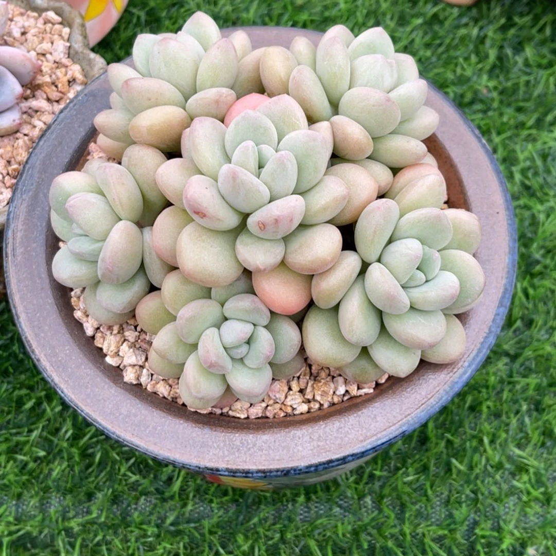 八**了泡泡糖 盛姐……