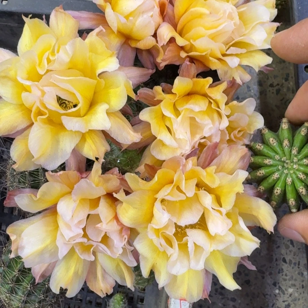 20彩草依然歪4公分左右无根侧牙，20包邮