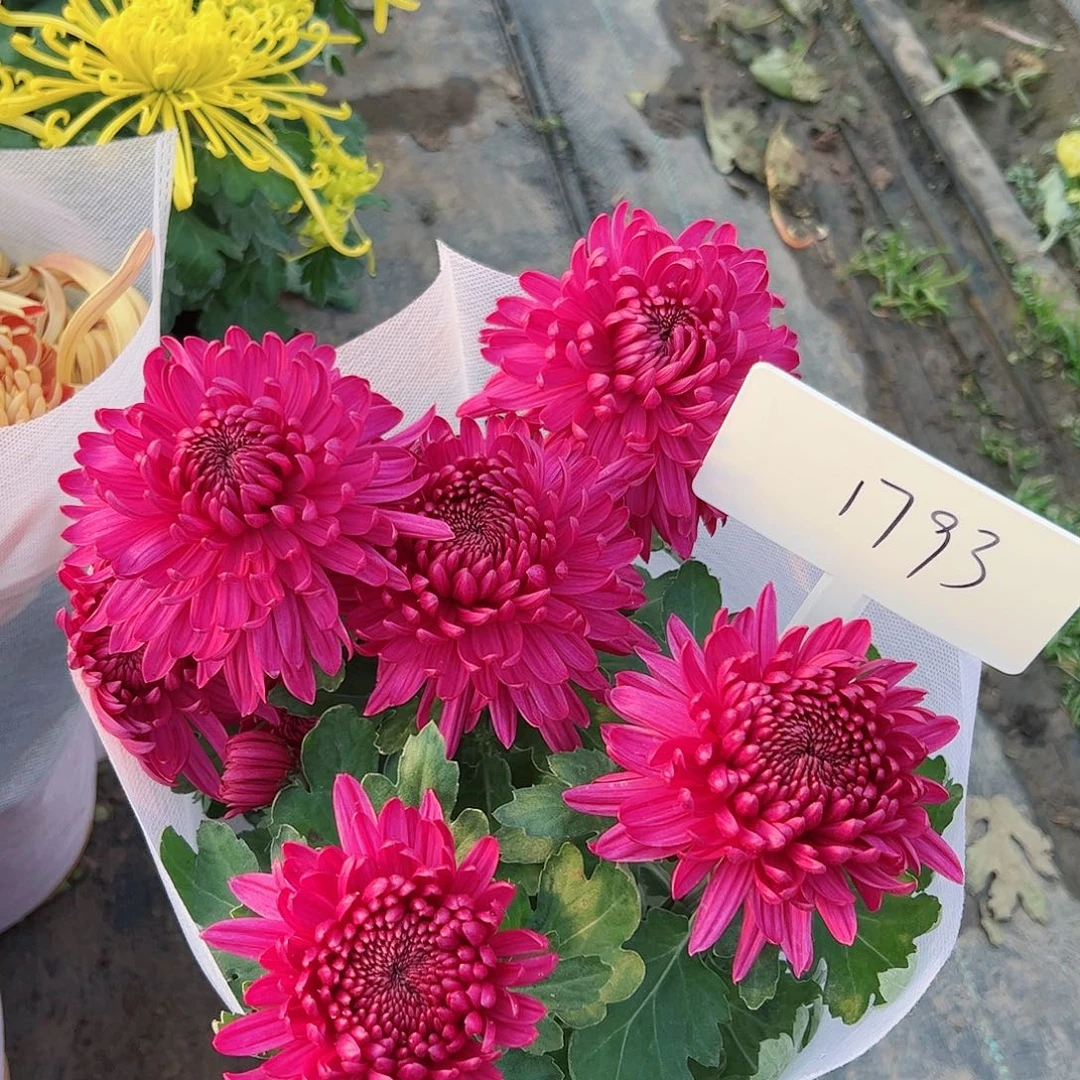 完全开放红酒1793