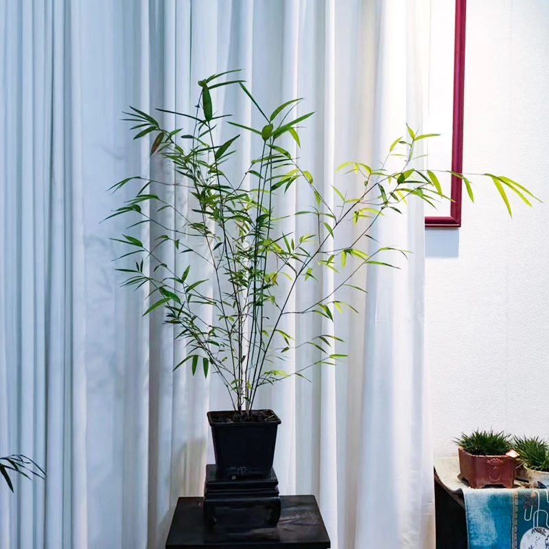 内门竹室内观赏竹禅意绿植盆景基地原场直发盆栽绿植盆栽室内孩子