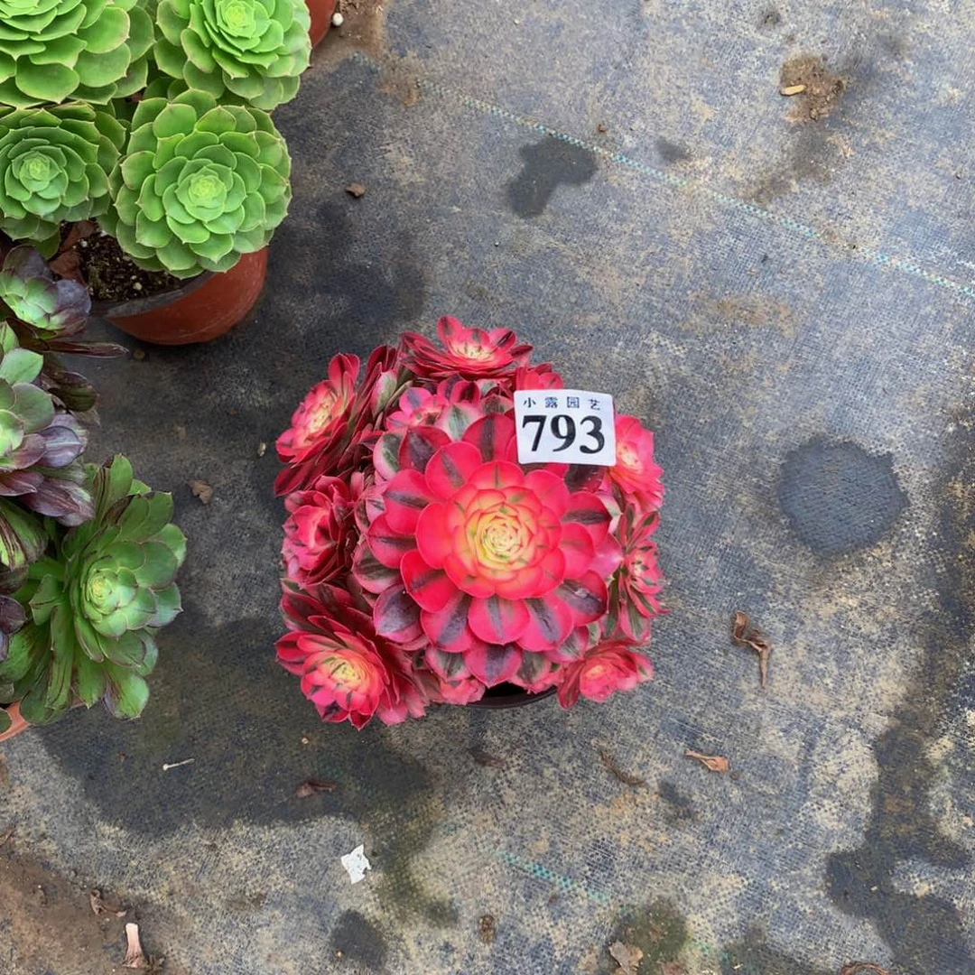 喜**开多肉植物793倾城88888