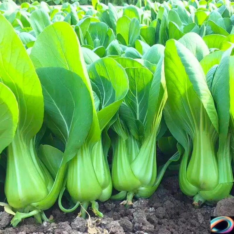 【全店任意满5包包邮】四季上海青种子蔬菜