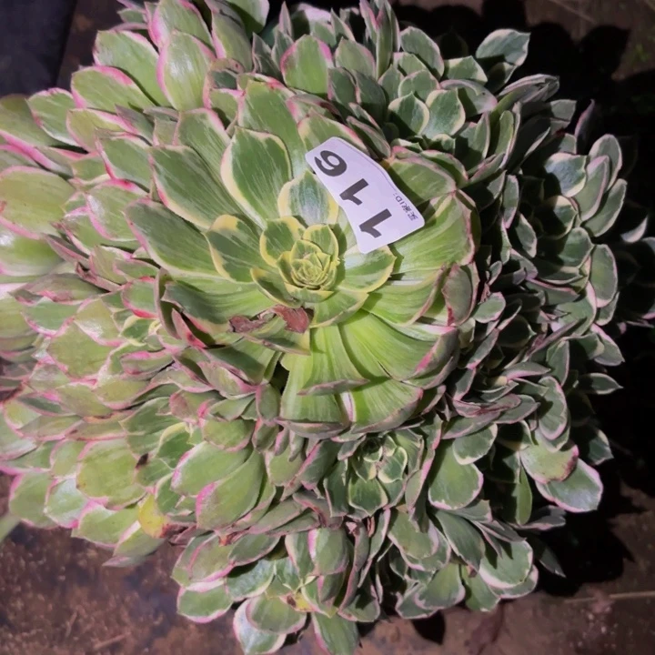 116粉海王多肉植物