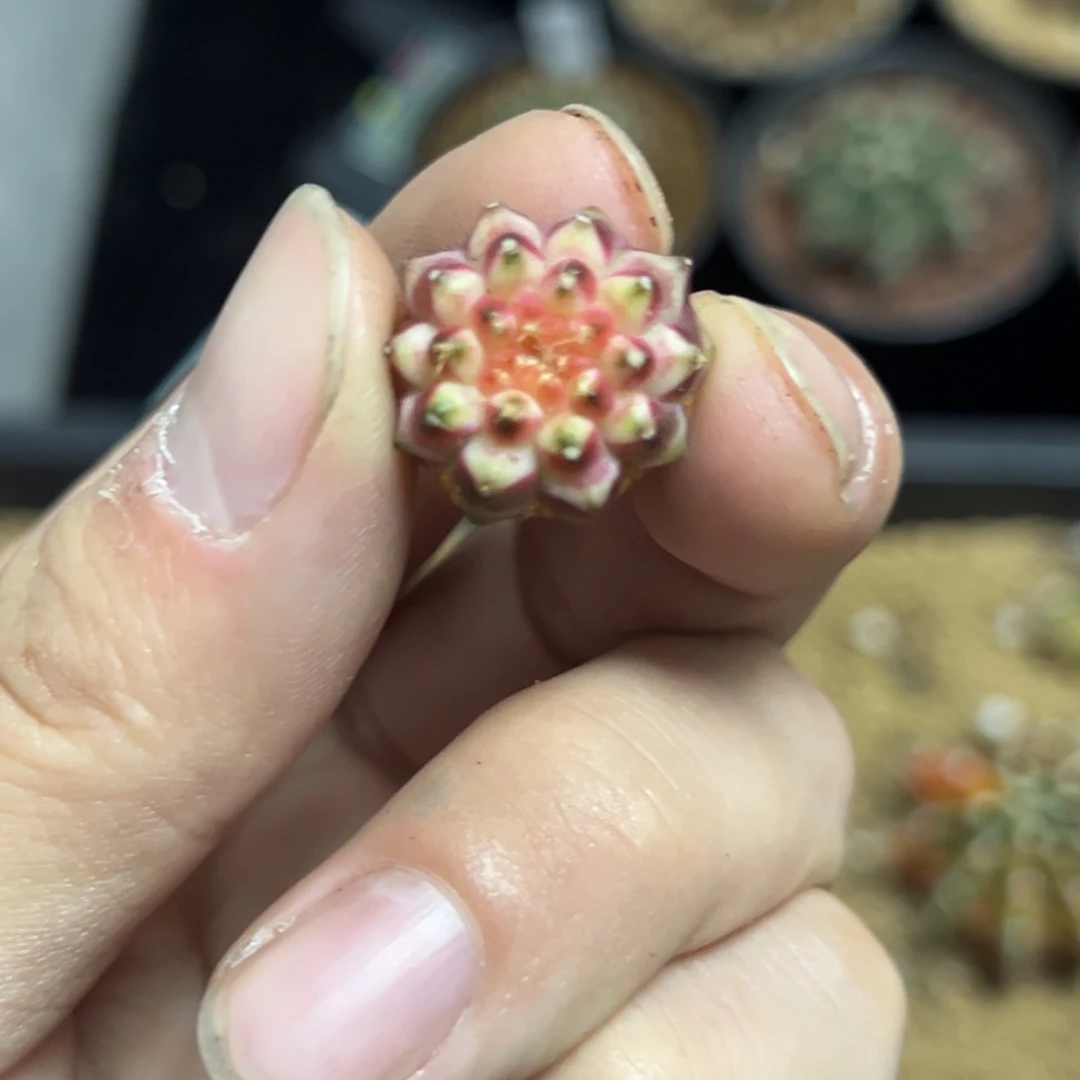 实生轮回瑕疵特价19