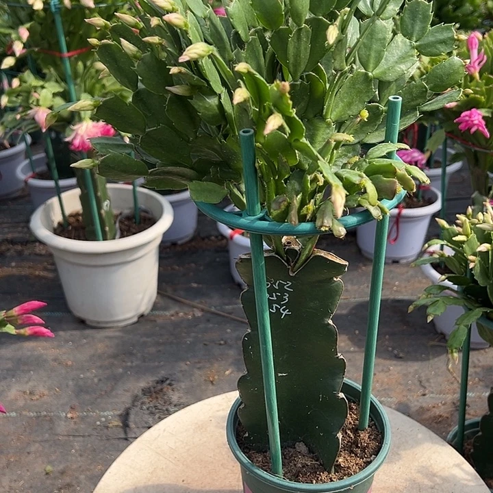 醉***梦多色重瓣福利苗尾号4961