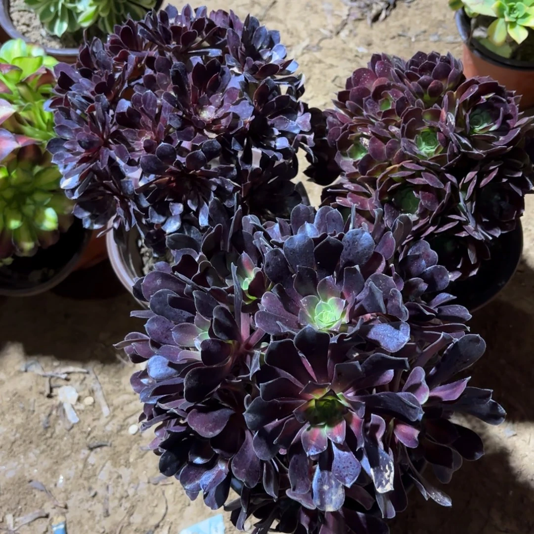 黑铜壶黑玫瑰绣球花纳绣球19.8