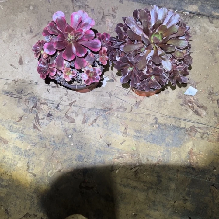 植物法师链接编号201