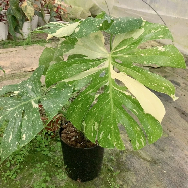 洒金龟背竹 一物一拍