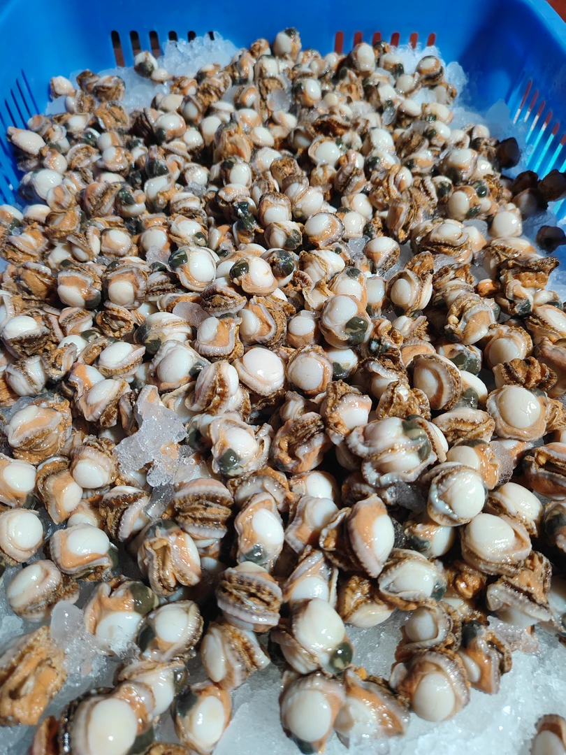 湛江本地  扇贝肉  螺肉  5斤  顺丰发货