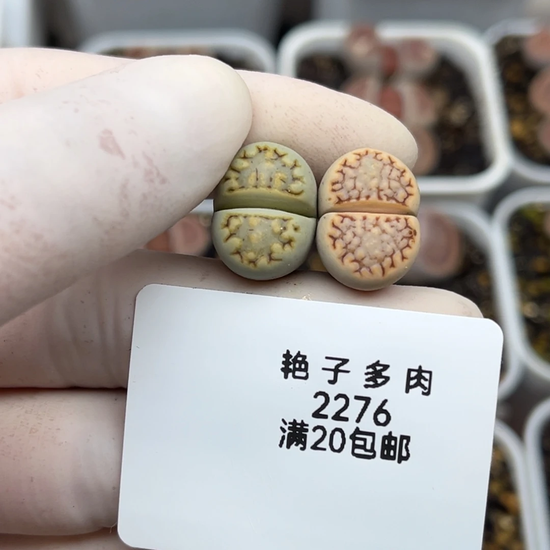 2276号两颗特色饼干