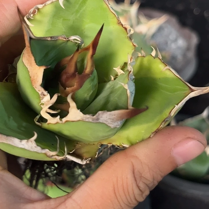 无花朵龙舌兰仁王冠南霸王