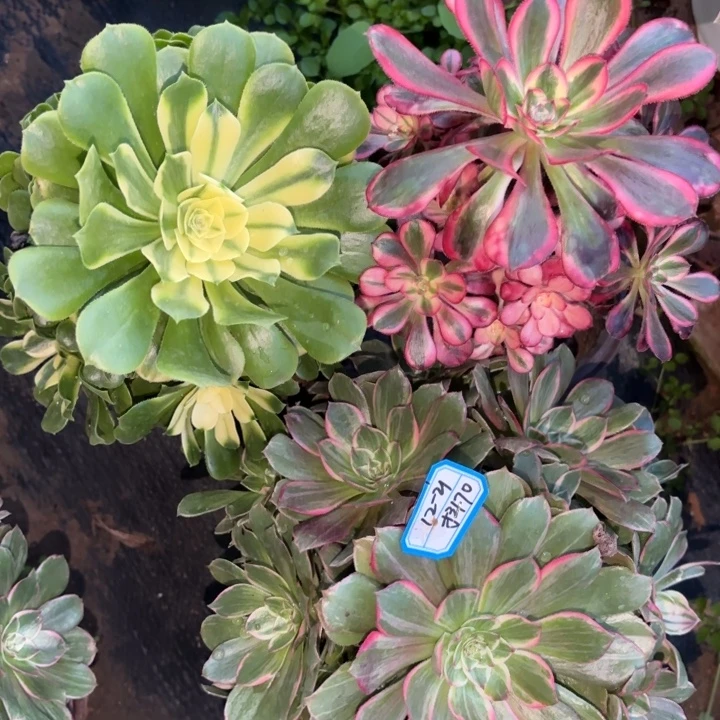 三颗多肉法师不包损70