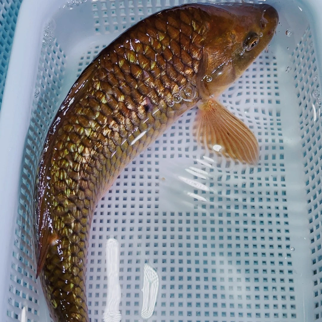 锦鲤锦鲤冷水观赏鱼