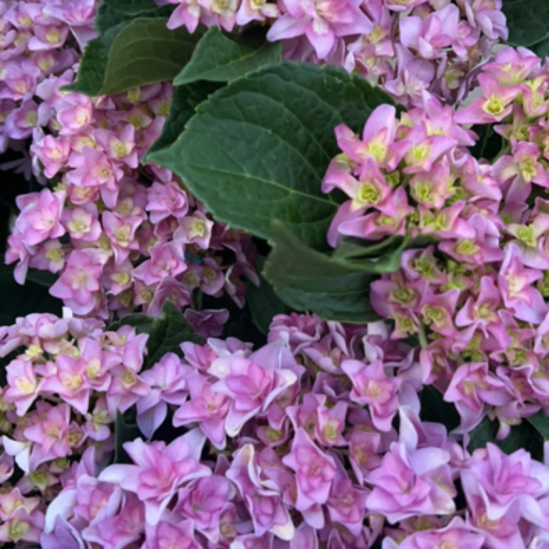 重瓣太阳神殿绣球耐热耐寒易养护适合阳台庭院盆栽