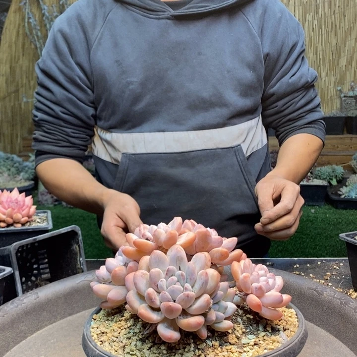 o***l917 号香水多肉植物
