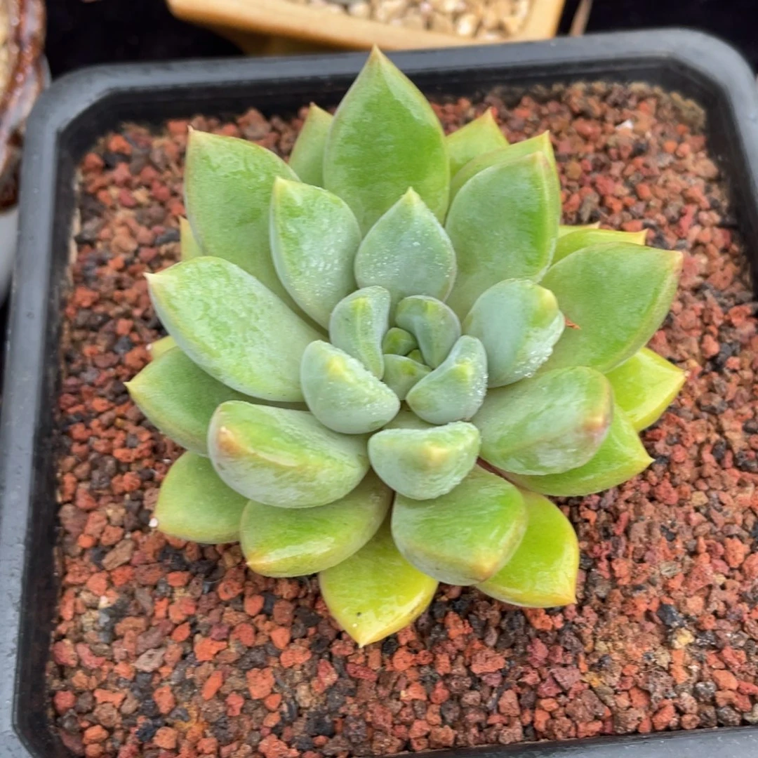 红象牙单头多肉植物