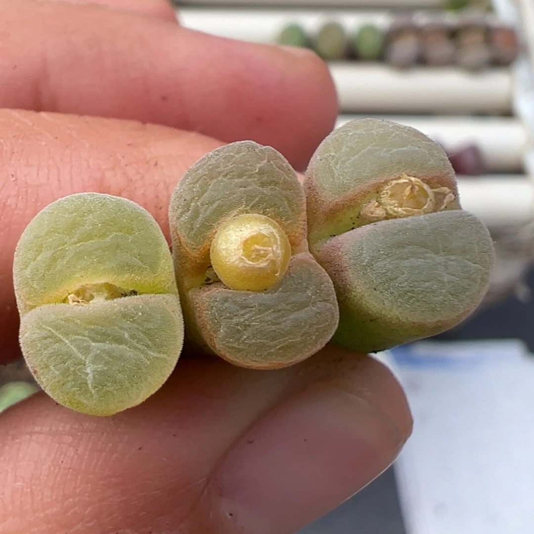 12.10好看的多肉脱土发货661