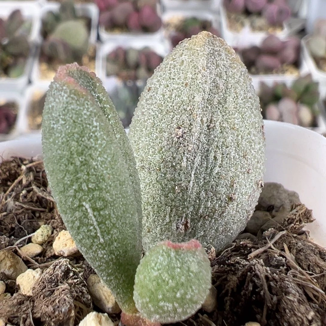 w冰晶哈密瓜多肉植物水泡