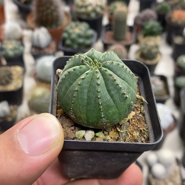 泰布特罗福利特价