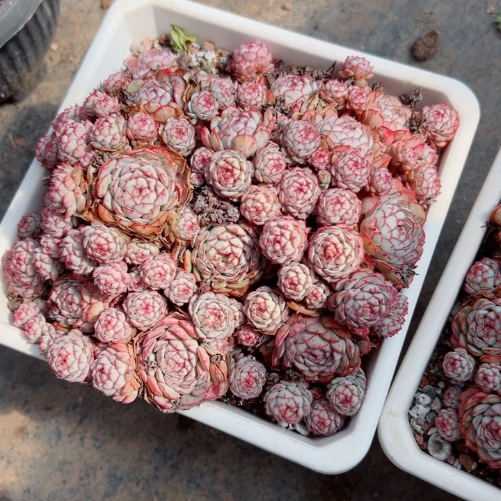 精品多肉植物老桩