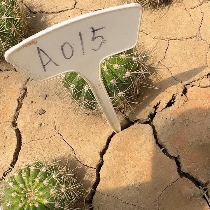 S****郭A015,清712毛花柱