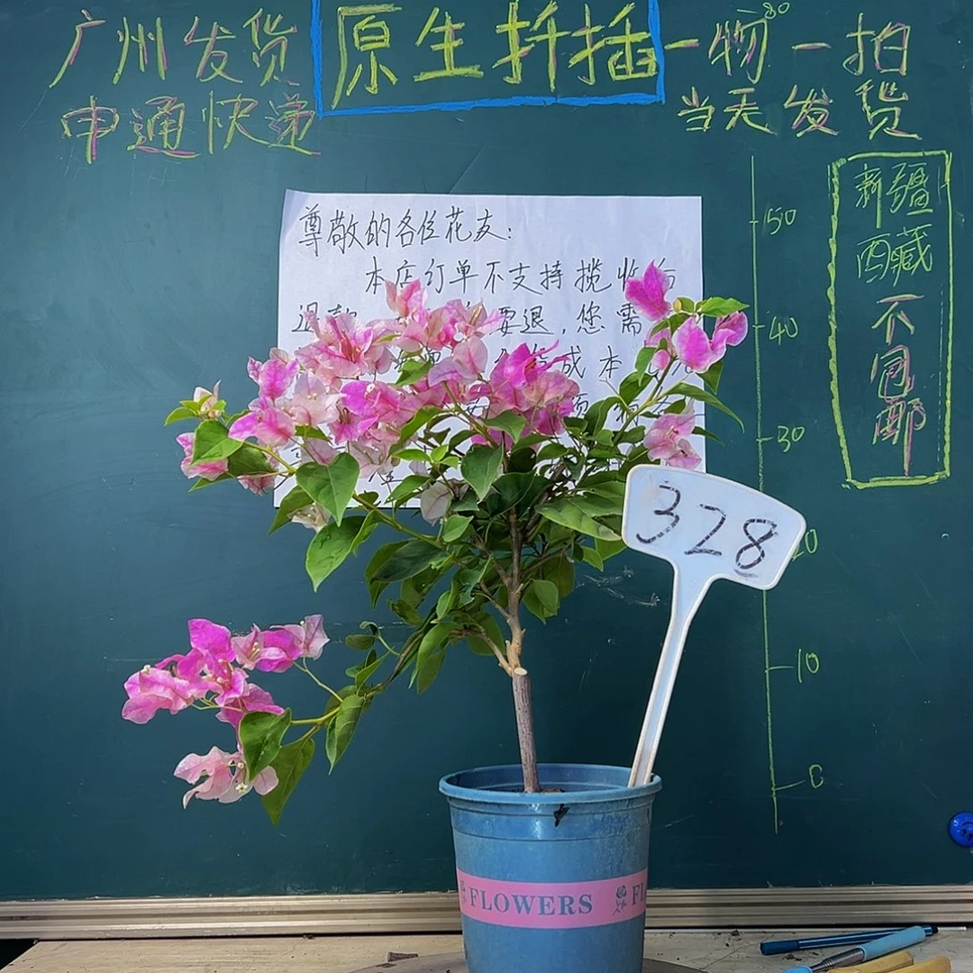 当前无花栽培后可以开花漳红樱328