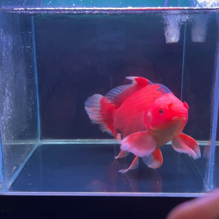 大****海水鱼墨碟三色加墨碟