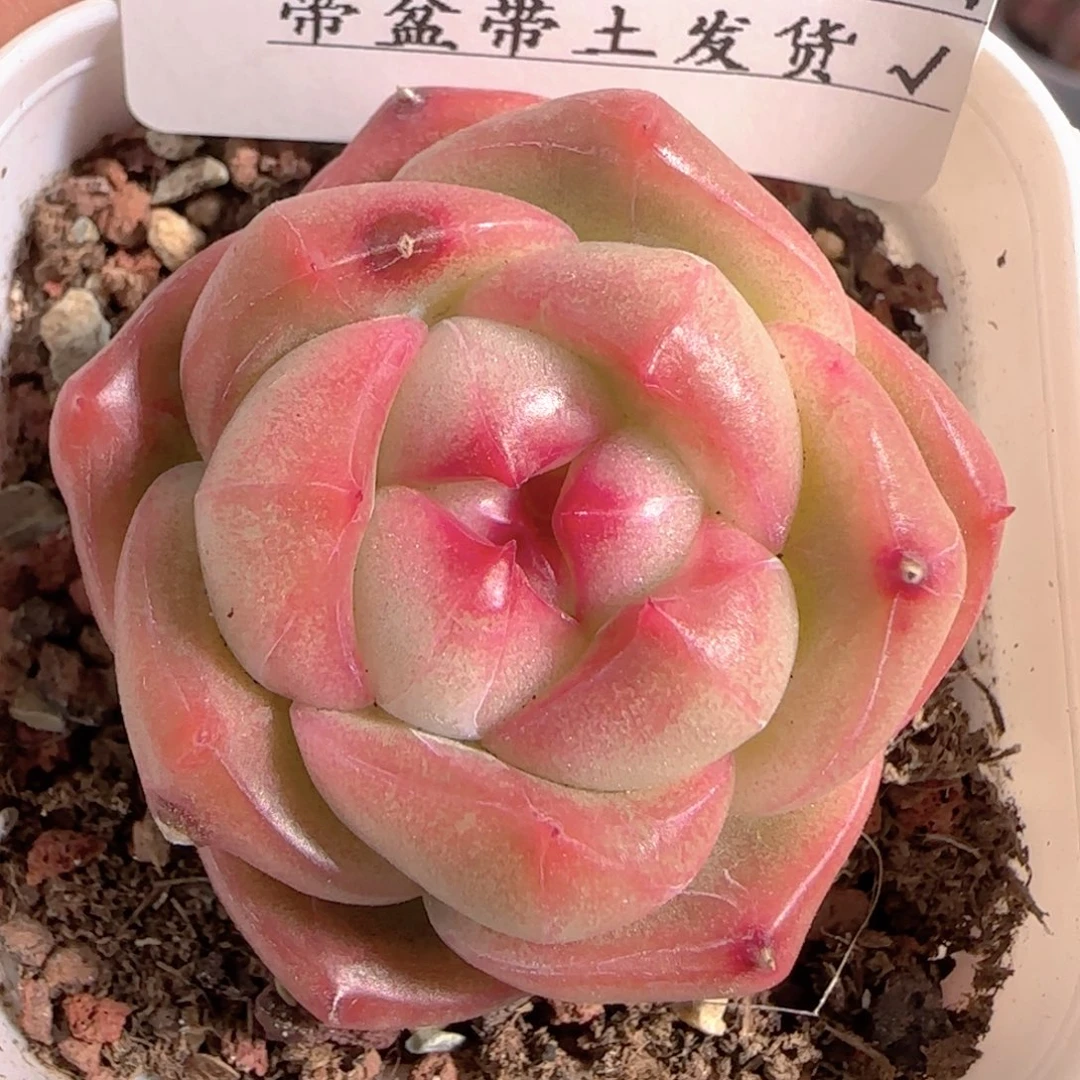 多肉1229-190钻石珍妮