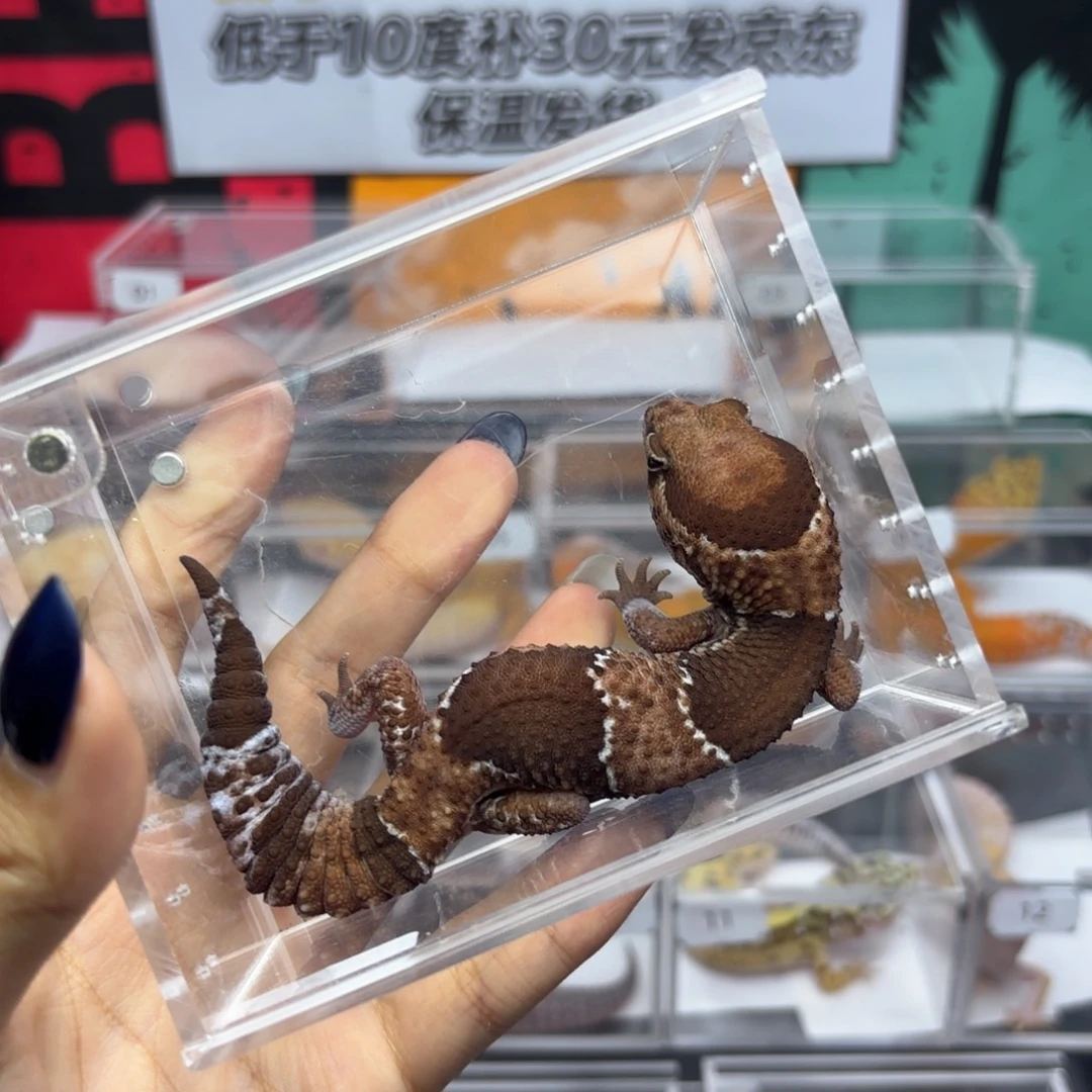 肥尾守宫原色妹妹P74