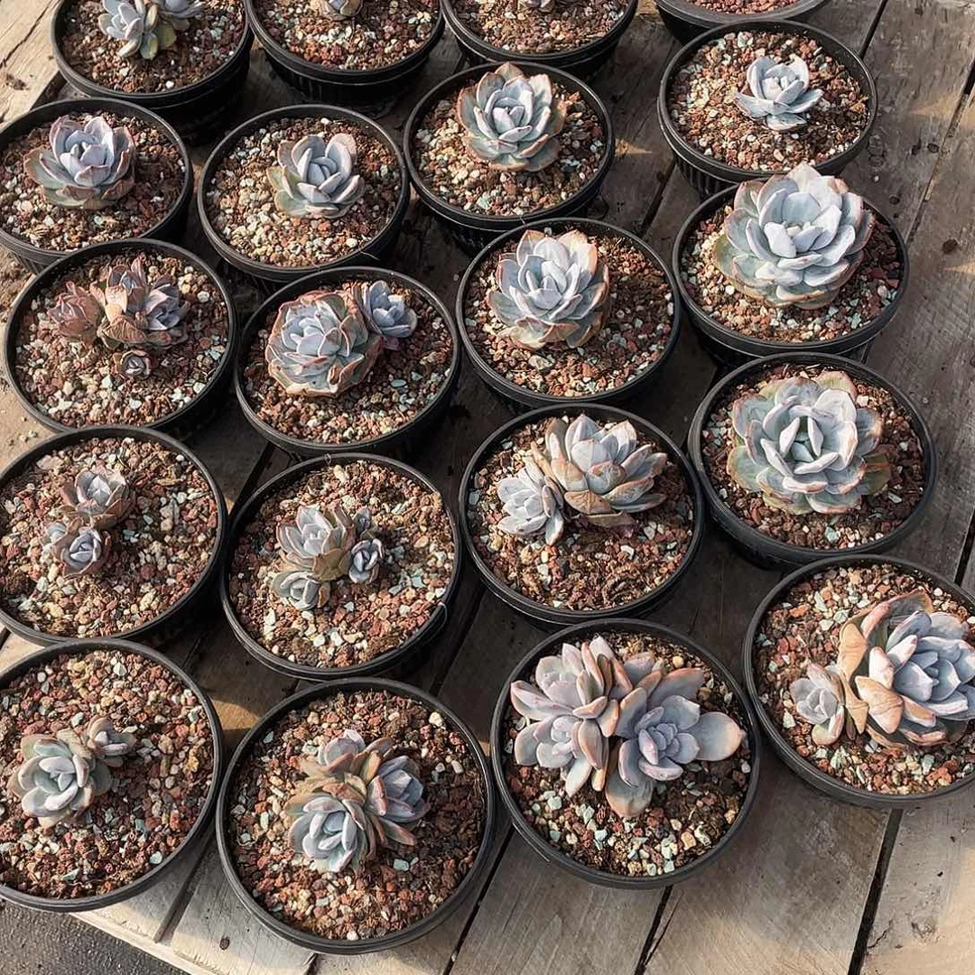灬***灬奶茶一大堆二十个一组