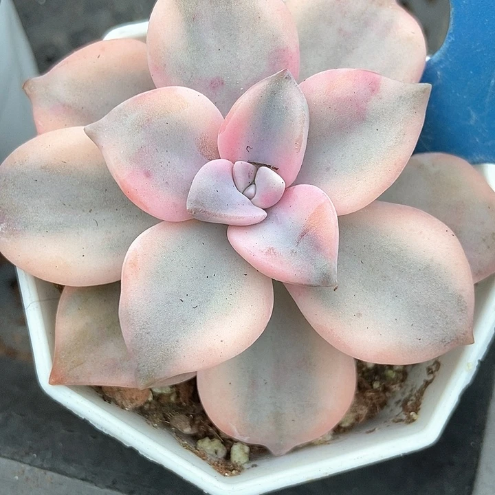 多肉植物紫乐锦3161