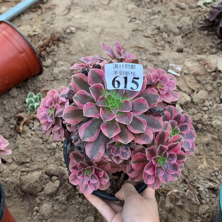 615美杜莎手捧4号