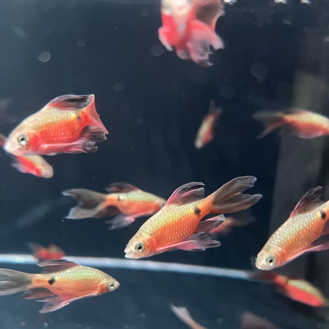 小型热带观赏鱼大帆玫瑰鲫孔雀鱼七彩斑马鱼米奇鱼好养耐活