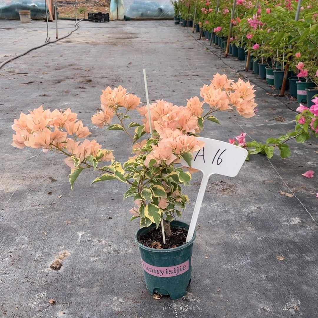 姐****全部花朵马斯佩拉克A16