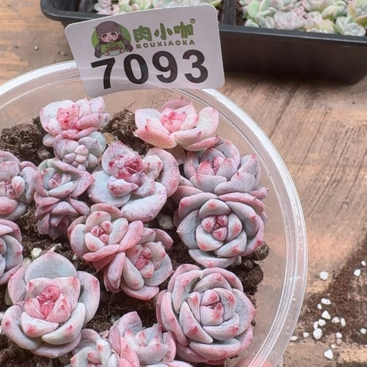 一**贝多肉植物多肉植物