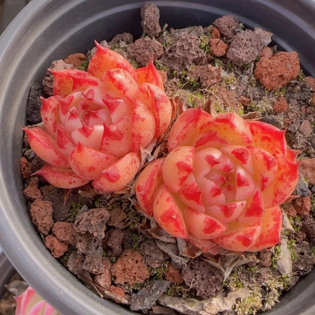 凤凰火杂双头一颗