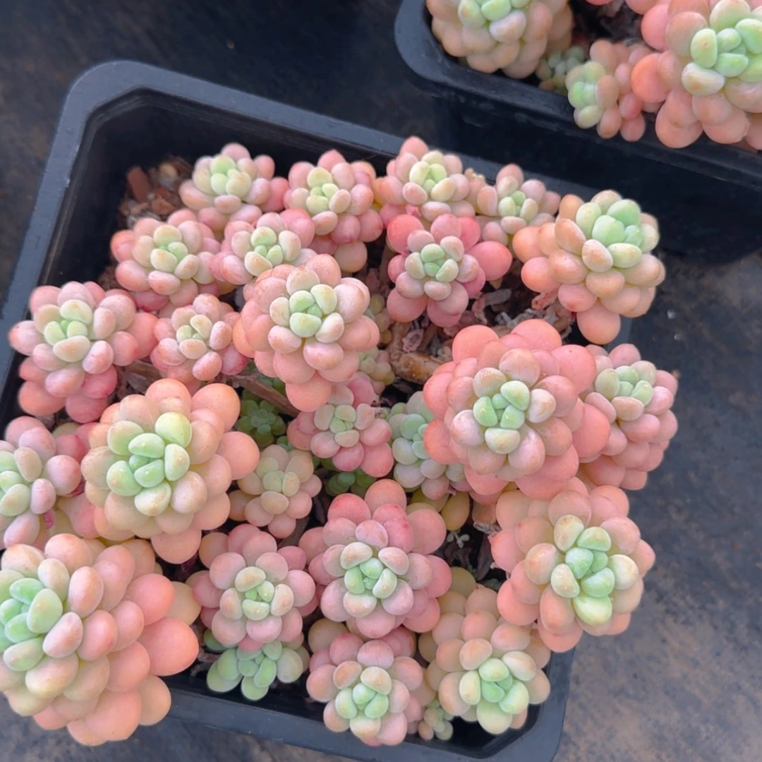 【闪购商品】模特洛可可39.9