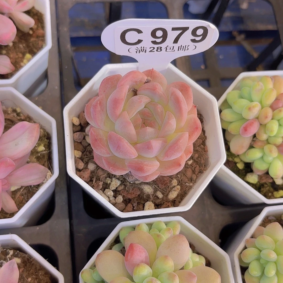 C979梦雪一物一拍