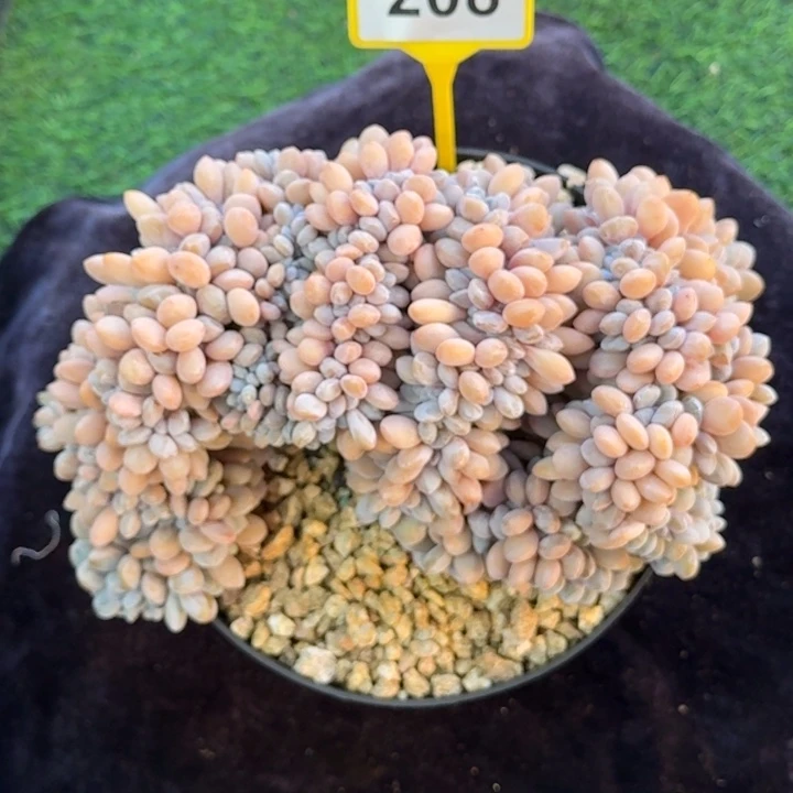 多肉植物粉兔缀化208