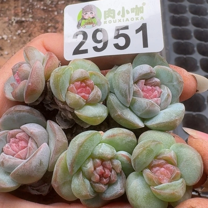 多肉植物多肉植物