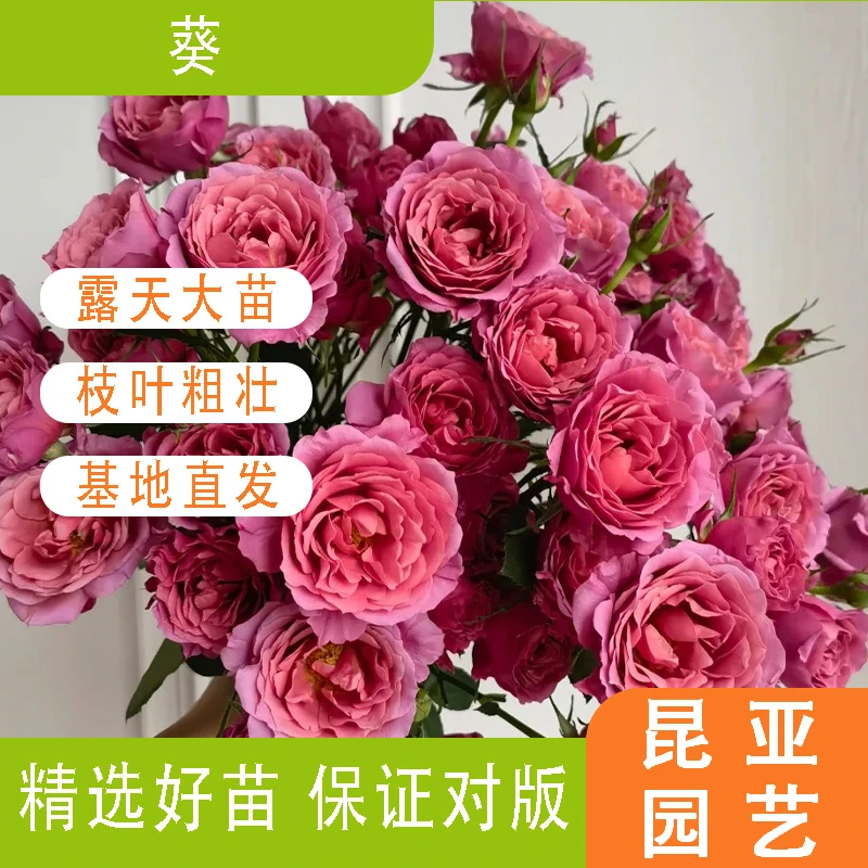 昆亚花园葵月季花苗阳台庭院盆栽带花苞新手好养基地直发