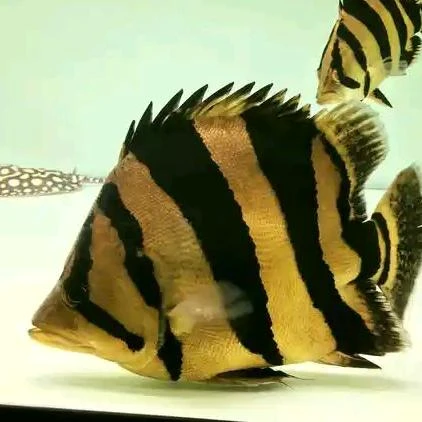 小精品虎鱼泰国9-10cm全包粗纹鱼活鱼活体鱼观赏鱼泰虎鱼