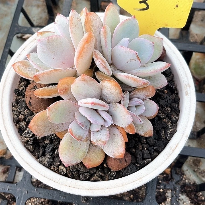 奶茶3号码牌子的话题了