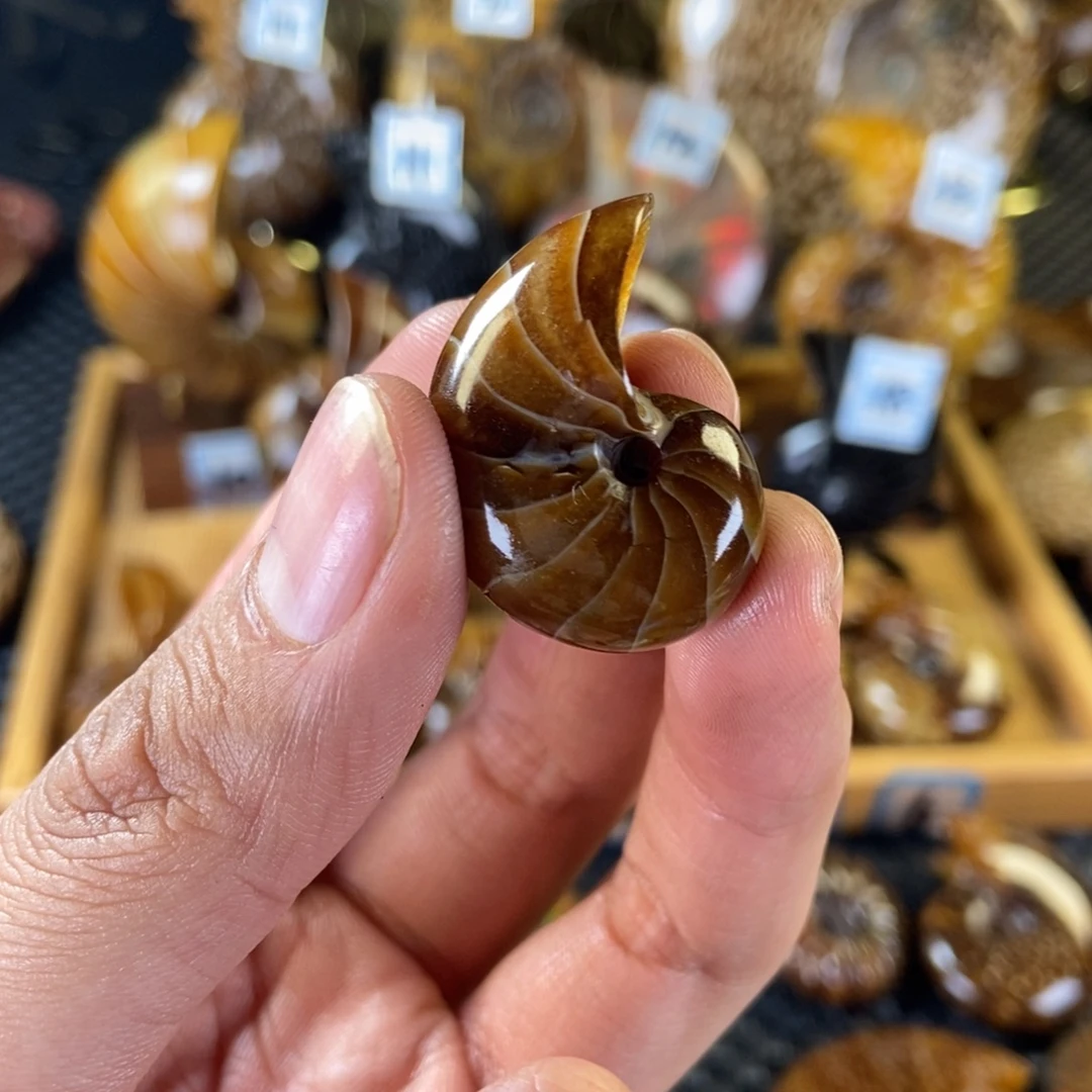 玉天然古生物化石鹦鹉螺