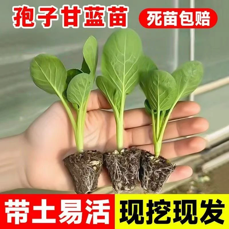 精选优质孢子甘蓝菜苗耐热耐寒适合南北方可盆栽种植