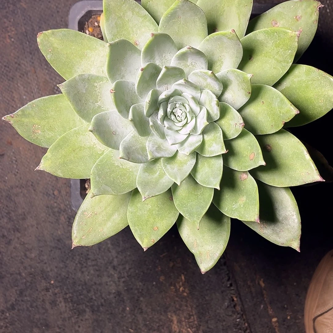 苹果叶雪山老桩大花朵