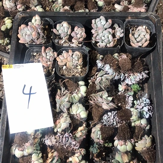 我们也有一个特别优秀了