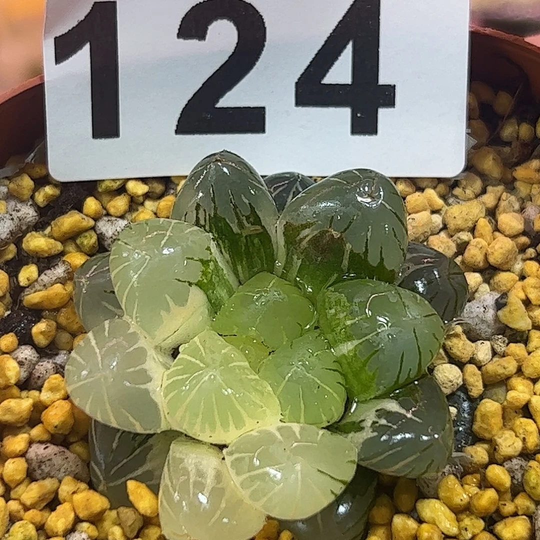 地泉锦十二卷多肉植物