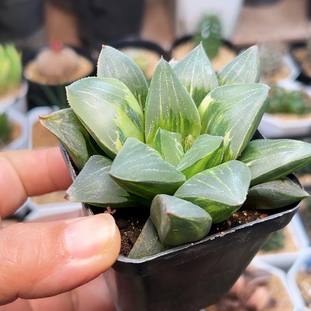 康品寿锦一颗一颗一颗